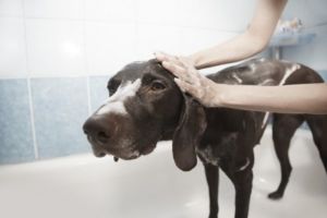 Grooming For Dogs:Keeping Your Dog Well Groomed