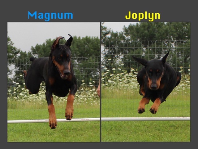 Two Dobermans jumping over a bar