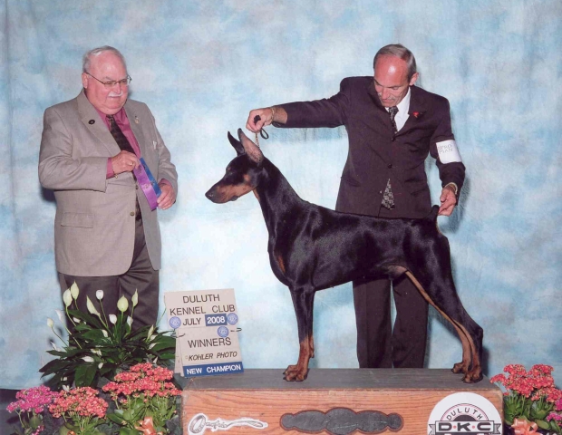 man handling doberman in a dog show