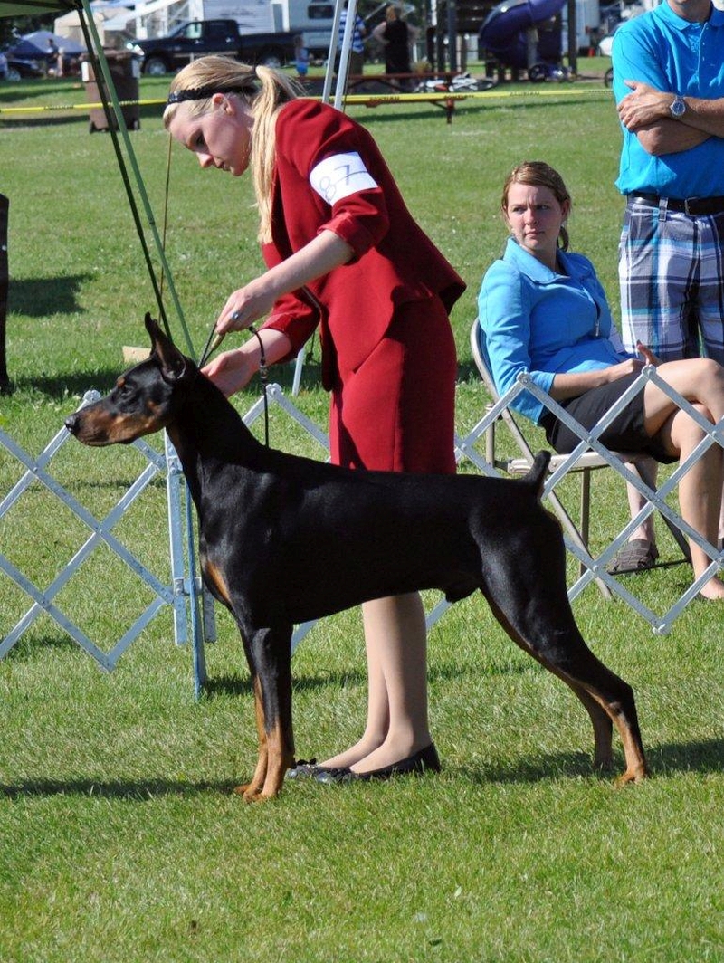 girl handling doberman in a dog show