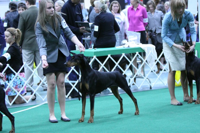 girl handling doberman in a dog show