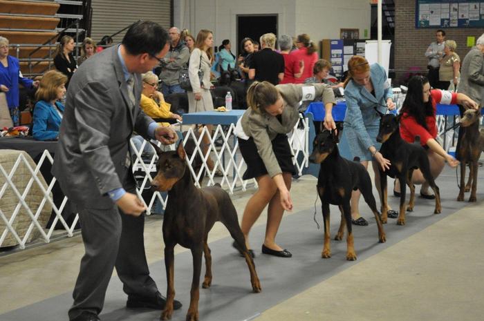 people lining up handling their dog at a show