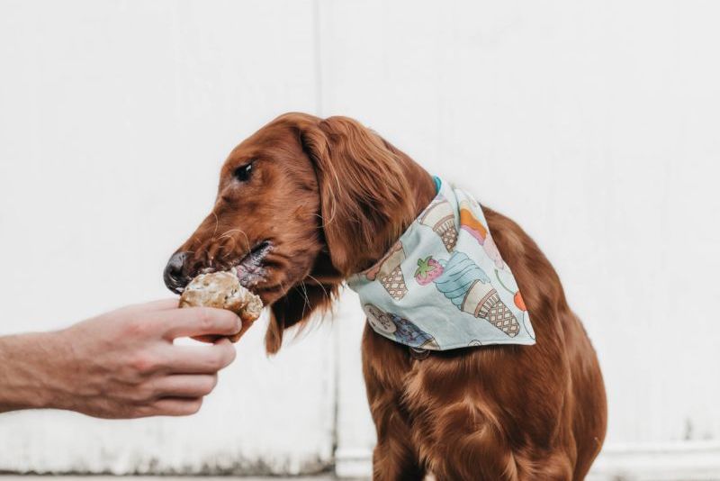 Dog eating birthday cupcake