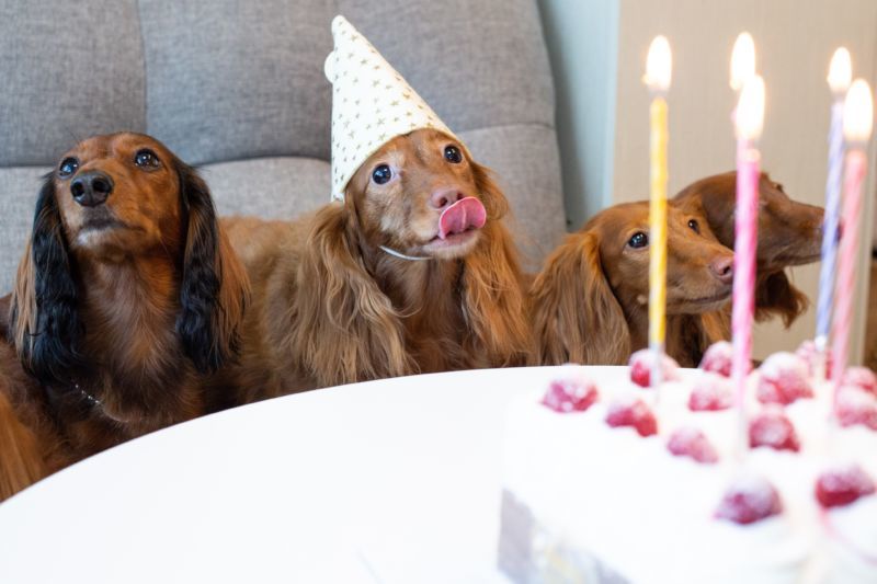 Dog Birthday party