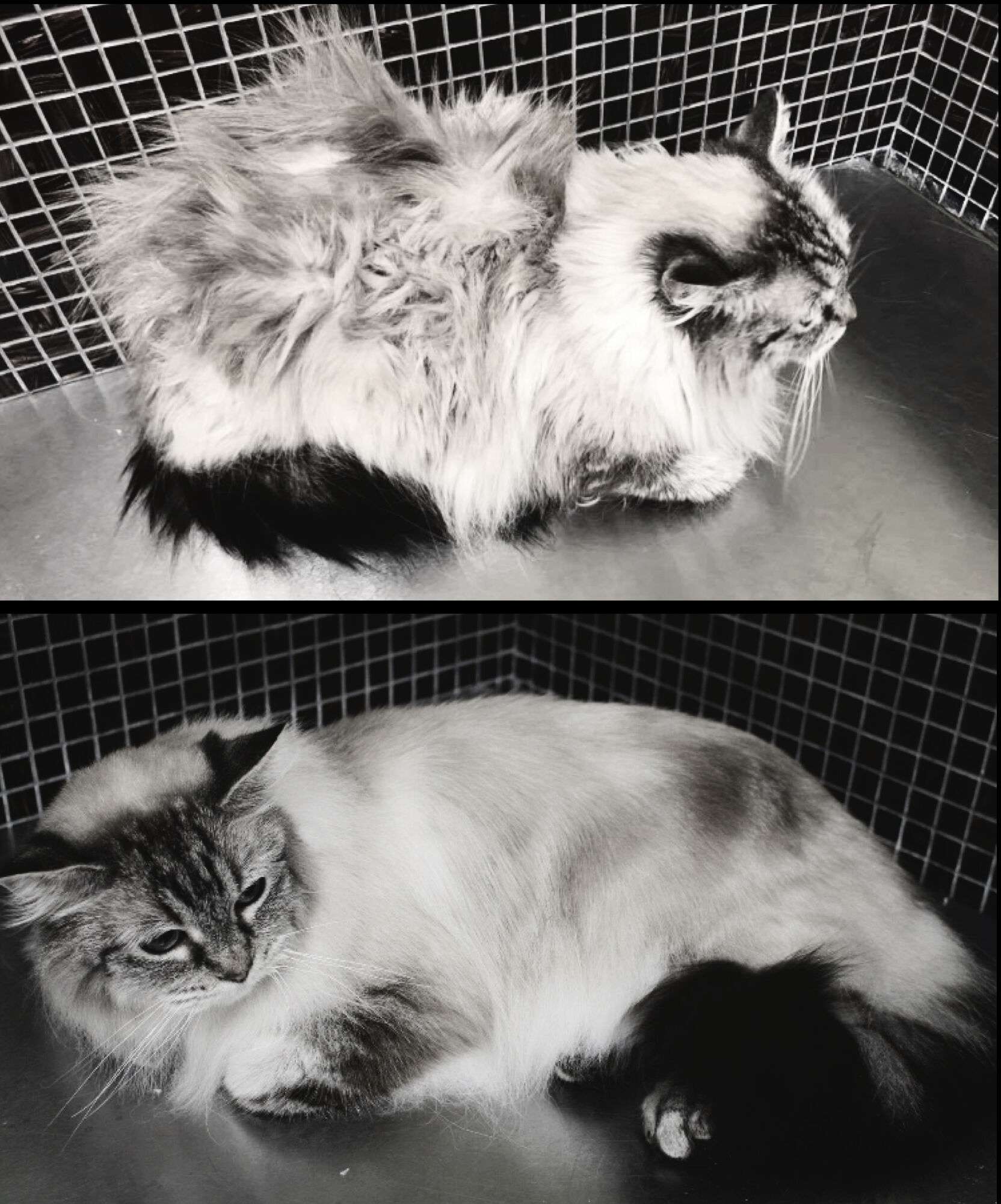 cat Before and After at Rio Grooming