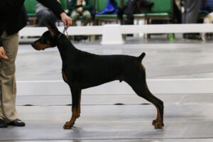 Dog posing in competition