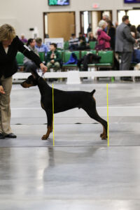 Dog posing with rip lines